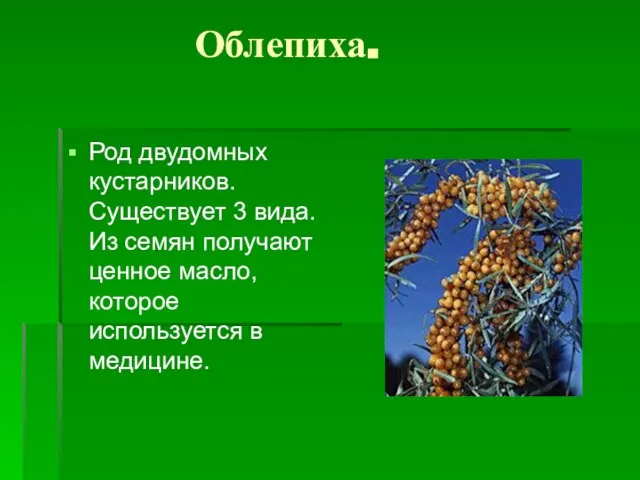 Облепиха. Род двудомных кустарников. Существует 3 вида. Из семян получают ценное масло, которое используется в медицине.