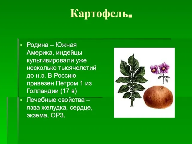 Картофель. Родина – Южная Америка, индейцы культивировали уже несколько тысячелетий до н.э.