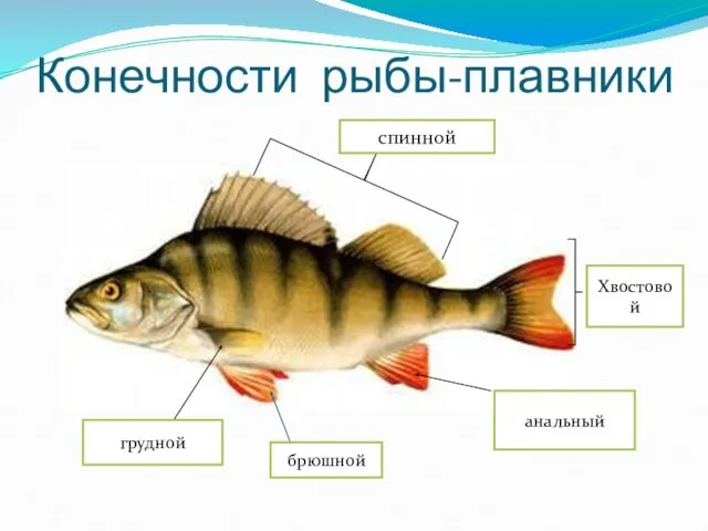 Конечности рыбы-плавники спинной Хвостовой анальный грудной брюшной