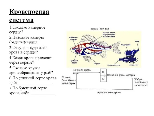 Кровеносная система 1.Сколько камерное сердце? 2.Назовите камеры (отделы)сердца 3.Откуда и куда идёт