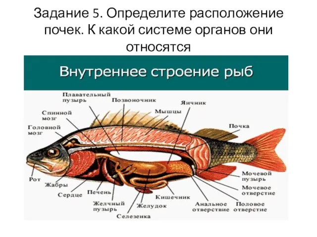 Задание 5. Определите расположение почек. К какой системе органов они относятся