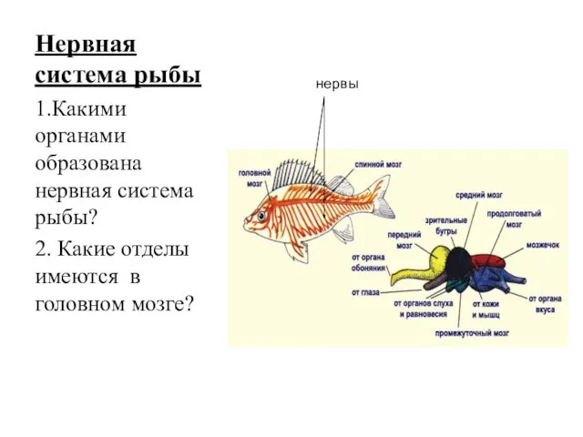 Нервная система рыбы 1.Какими органами образована нервная система рыбы? 2. Какие отделы