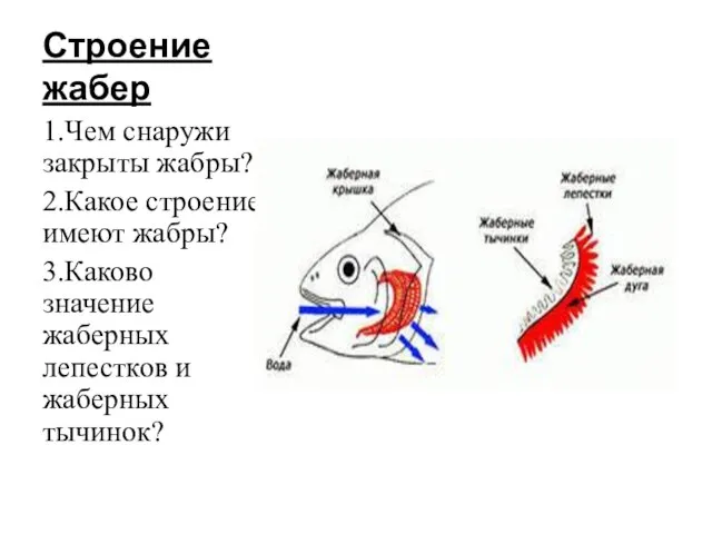 Строение жабер 1.Чем снаружи закрыты жабры? 2.Какое строение имеют жабры? 3.Каково значение