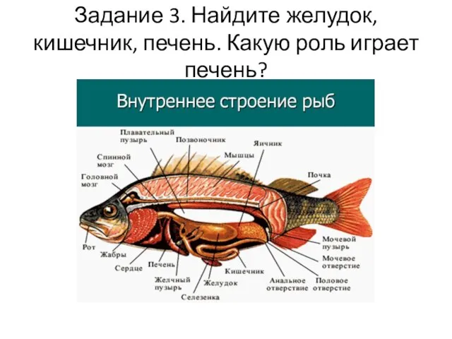 Задание 3. Найдите желудок, кишечник, печень. Какую роль играет печень?