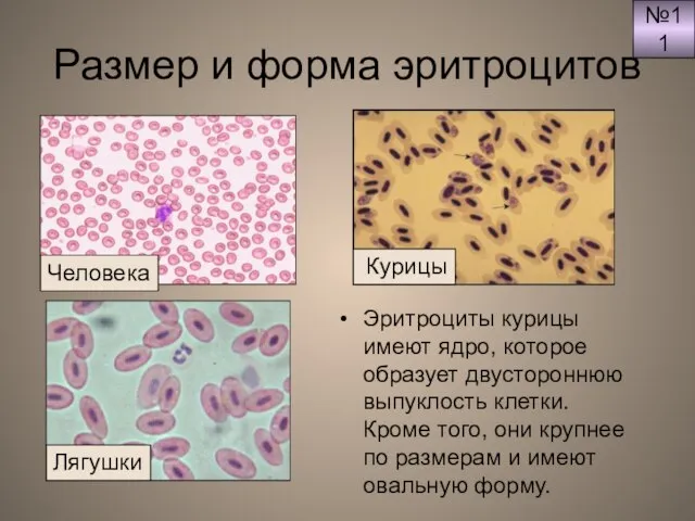 Размер и форма эритроцитов Эритроциты курицы имеют ядро, которое образует двустороннюю выпуклость