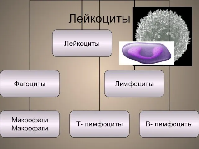 Лейкоциты