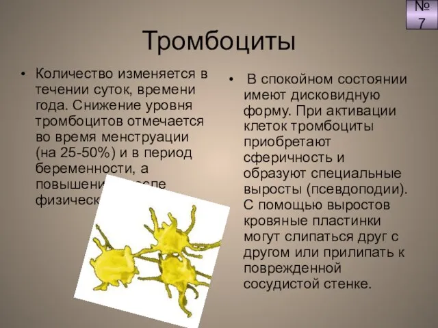 Тромбоциты Количество изменяется в течении суток, времени года. Снижение уровня тромбоцитов отмечается