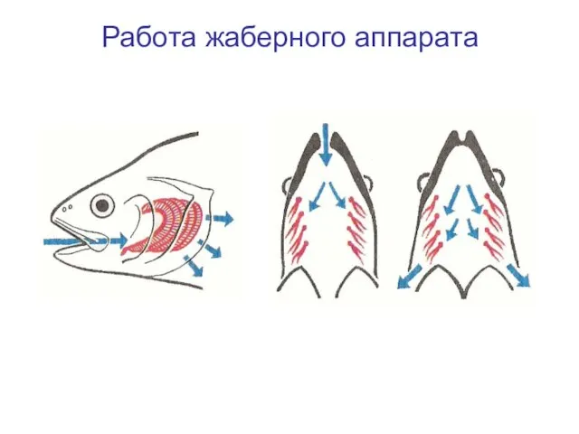 Работа жаберного аппарата