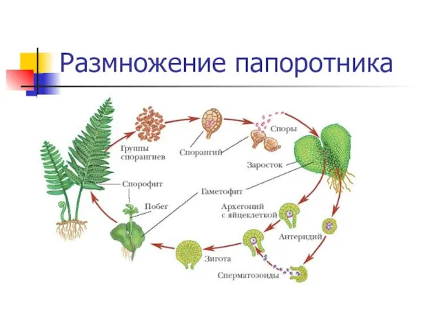 Размножение папоротника