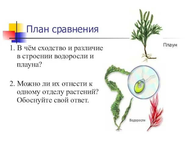 План сравнения 1. В чём сходство и различие в строении водоросли и