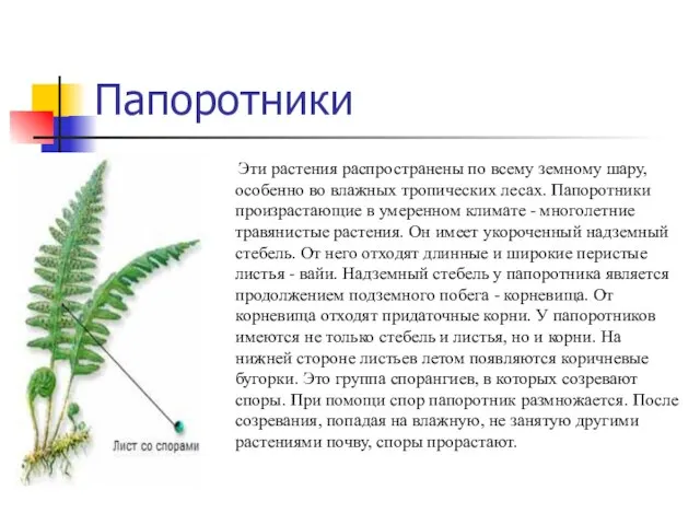 Папоротники Эти растения распространены по всему земному шару, особенно во влажных тропических