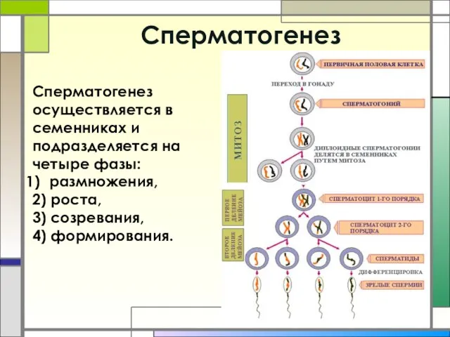 Cперматогенез Сперматогенез осуществляется в семенниках и подразделяется на четыре фазы: размножения, 2)