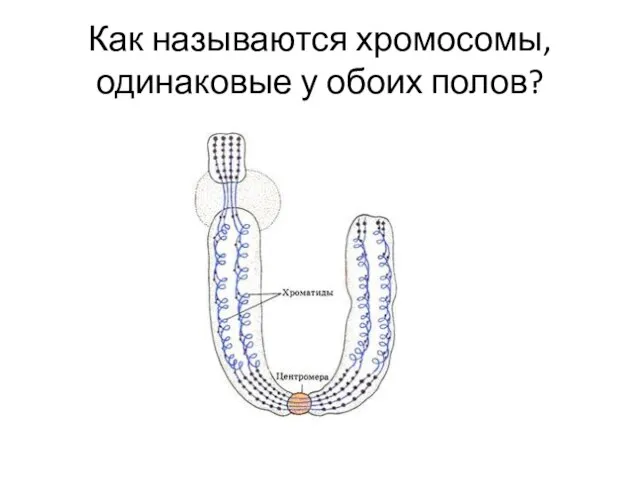 Как называются хромосомы, одинаковые у обоих полов?