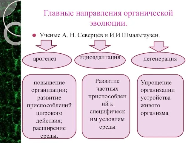 Главные направления органической эволюции. Ученые А. Н. Северцев и И.И Шмальгаузен. арогенез