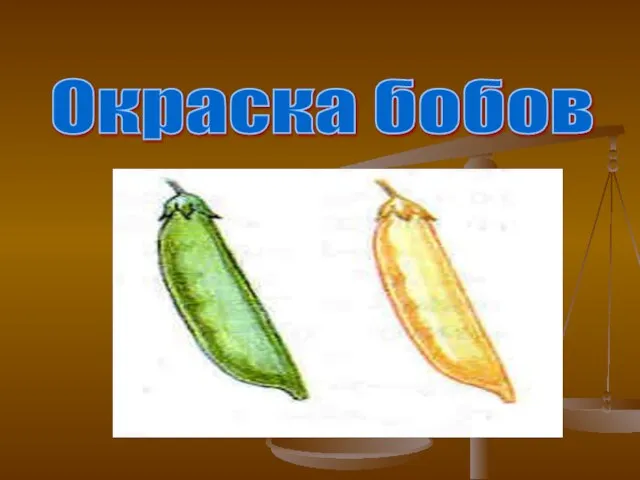 Окраска бобов