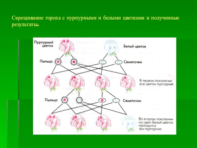 Скрещивание гороха с пурпурными и белыми цветками и полученные результаты.