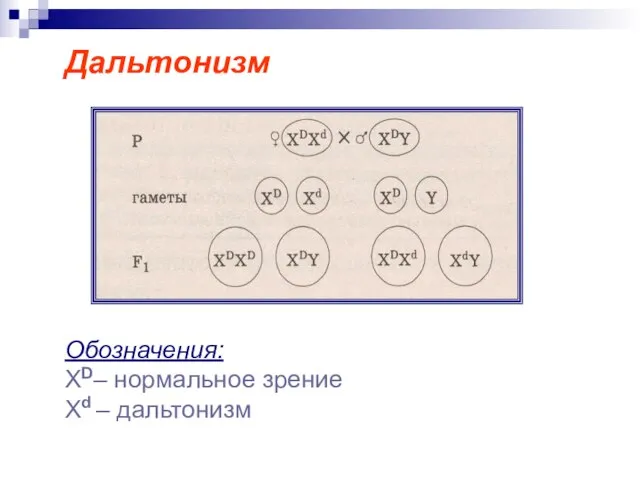 Дальтонизм Обозначения: ХD– нормальное зрение Xd – дальтонизм