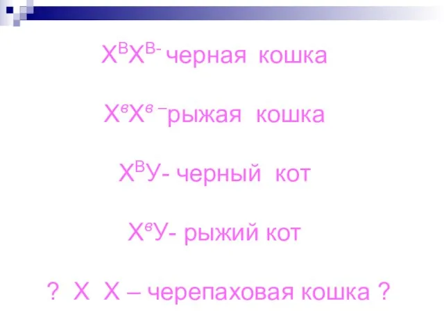 ХВХВ- черная кошка ХвХв –рыжая кошка ХВУ- черный кот ХвУ- рыжий кот