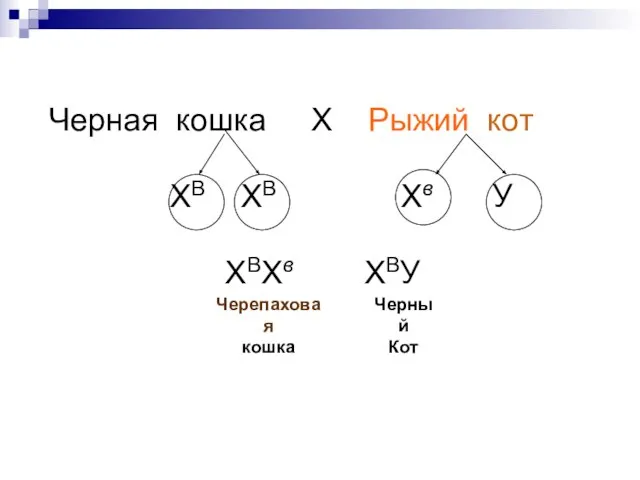 Р ХВХВ ХвУ Черная кошка Х Рыжий кот Гаметы ХВ ХВ Хв