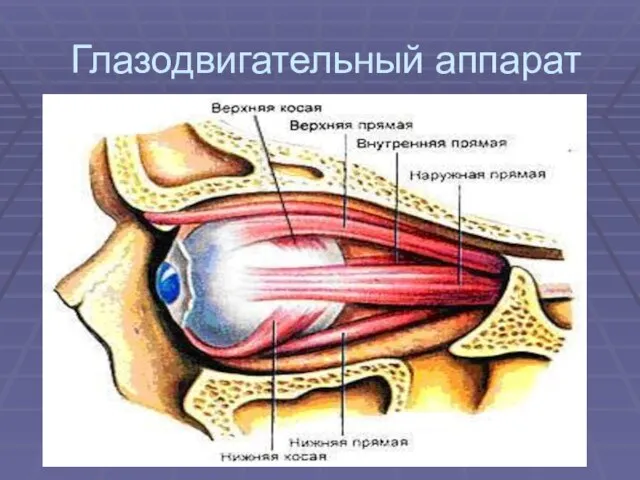 Глазодвигательный аппарат