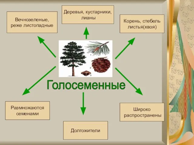 Голосеменные Размножаются семенами Долгожители Широко распространены Вечнозеленые, реже листопадные Деревья, кустарники, лианы Корень, стебель листья(хвоя)