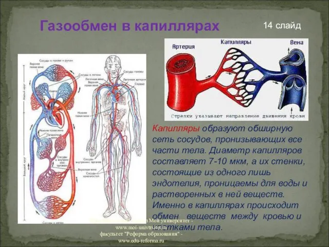 14 слайд Газообмен в капиллярах Капилляры образуют обширную сеть сосудов, пронизывающих все