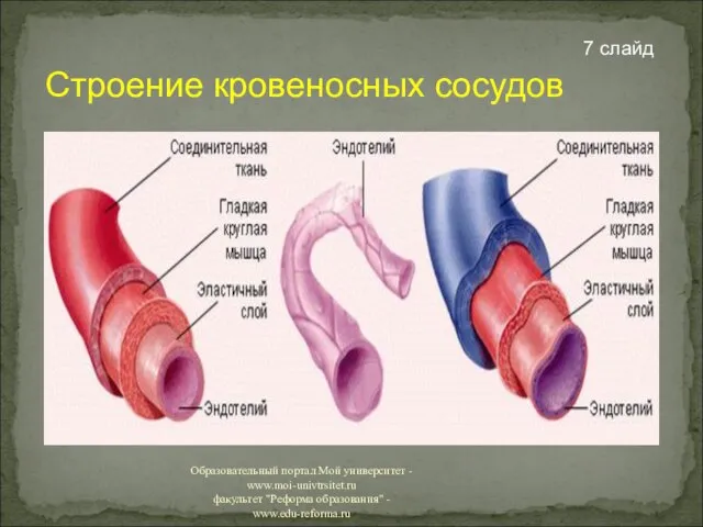 Строение кровеносных сосудов 7 слайд Образовательный портал Мой университет - www.moi-univtrsitet.ru факультет "Реформа образования" - www.edu-reforma.ru