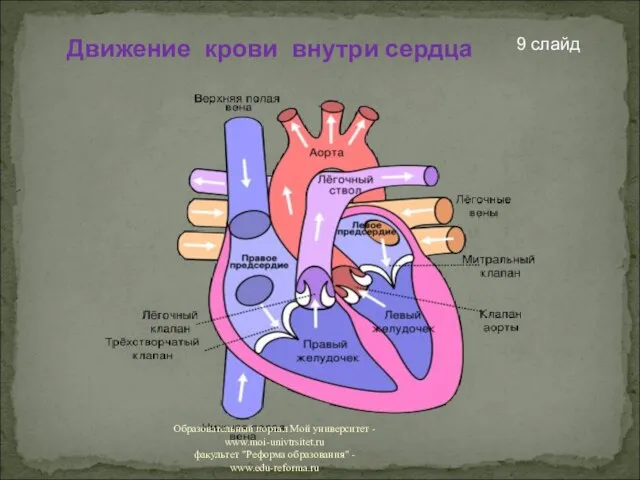 Движение крови внутри сердца 9 слайд Образовательный портал Мой университет - www.moi-univtrsitet.ru