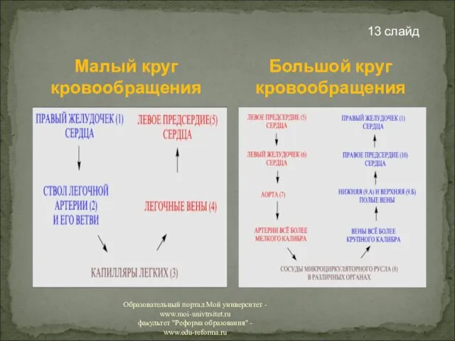 Малый круг кровообращения 13 слайд Большой круг кровообращения Образовательный портал Мой университет