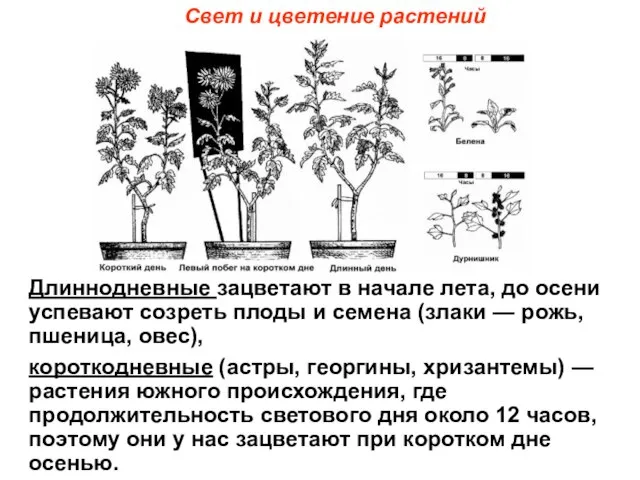 Свет и цветение растений Длиннодневные зацветают в начале лета, до осени успевают