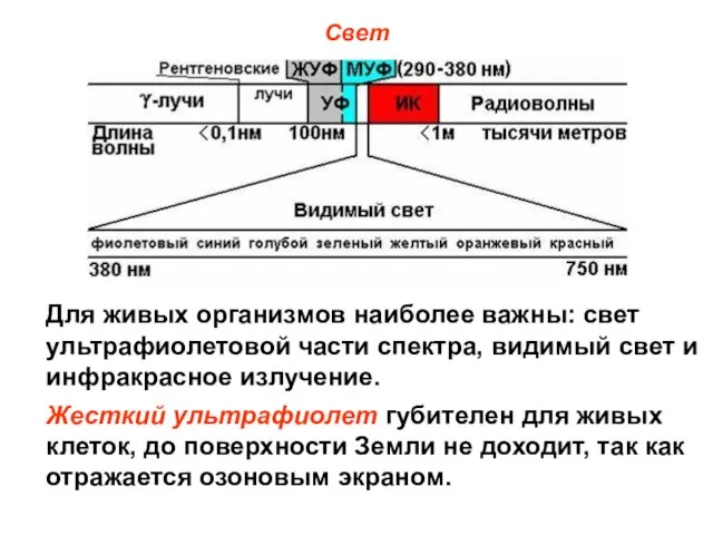 Свет Для живых организмов наиболее важны: свет ультрафиолетовой части спектра, видимый свет