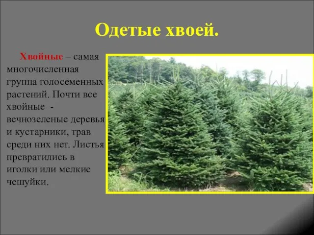 Одетые хвоей. Хвойные – самая многочисленная группа голосеменных растений. Почти все хвойные