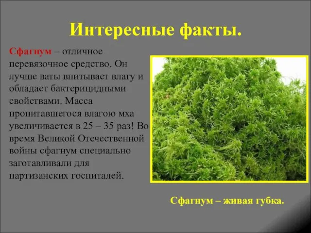 Интересные факты. Сфагнум – отличное перевязочное средство. Он лучше ваты впитывает влагу