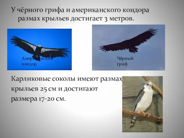 У чёрного грифа и американского кондора размах крыльев достигает 3 метров. Карликовые