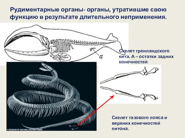 Рудиментарные органы- органы, утратившие свою функцию в результате длительного неприменения. Скелет гренландского