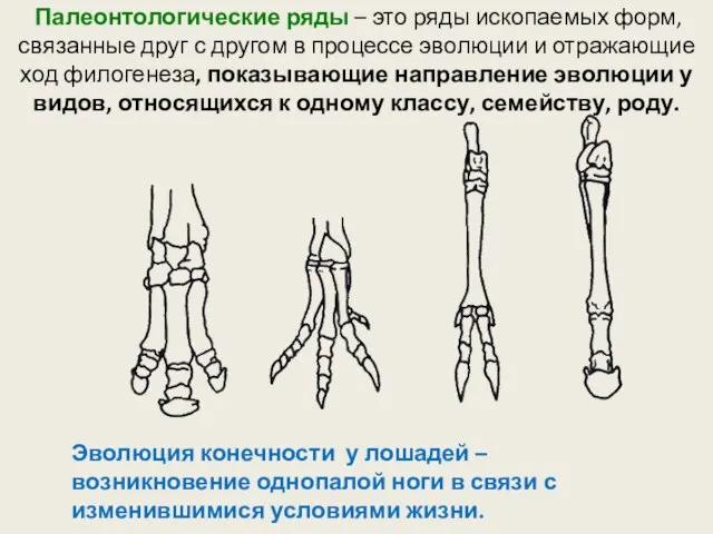 Палеонтологические ряды – это ряды ископаемых форм, связанные друг с другом в