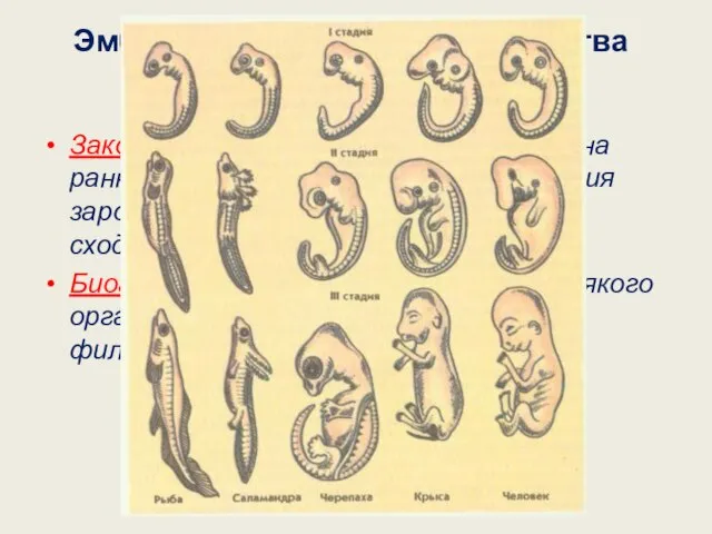 Эмбриологические доказательства эволюции. Закон зародышевого сходства (К.Бэр): на ранних этапах эмбрионального развития