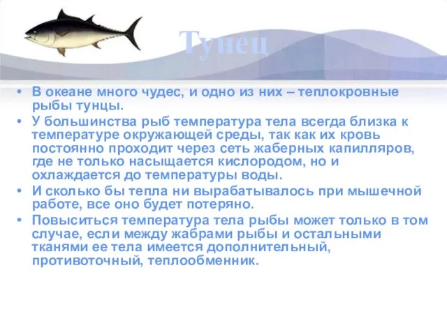 Тунец В океане много чудес, и одно из них – теплокровные рыбы