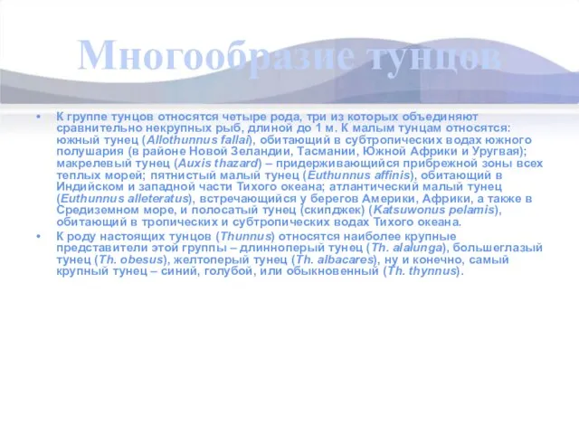 Многообразие тунцов К группе тунцов относятся четыре рода, три из которых объединяют