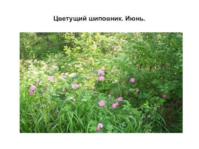 Цветущий шиповник. Июнь.