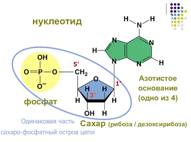 Одинаковая часть сахаро-фосфатный остров цепи 1’ 3’ 5’