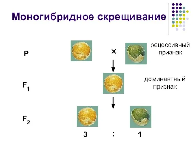 Моногибридное скрещивание P F1 F2 3 : 1 × доминантный признак рецессивный признак