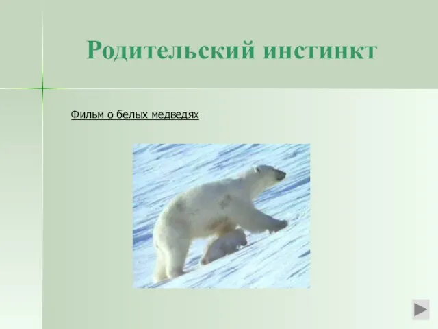 Родительский инстинкт Фильм о белых медведях