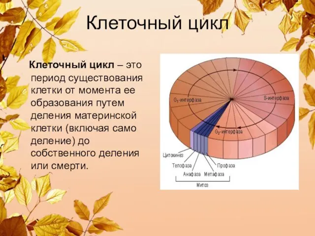 Клеточный цикл Клеточный цикл – это период существования клетки от момента ее