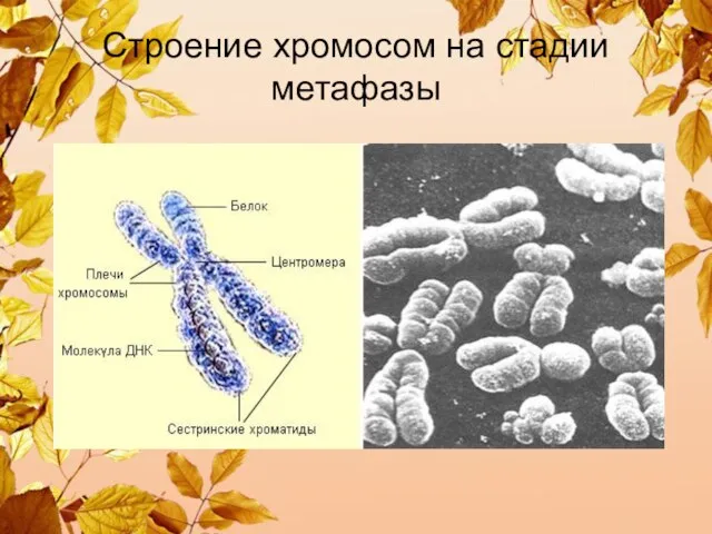 Строение хромосом на стадии метафазы