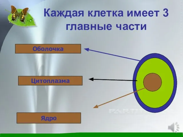 Каждая клетка имеет 3 главные части Оболочка Цитоплазма Ядро