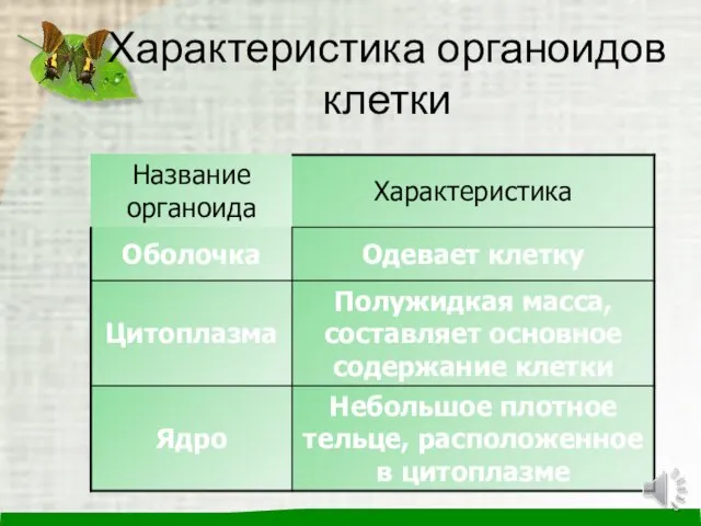 Характеристика органоидов клетки