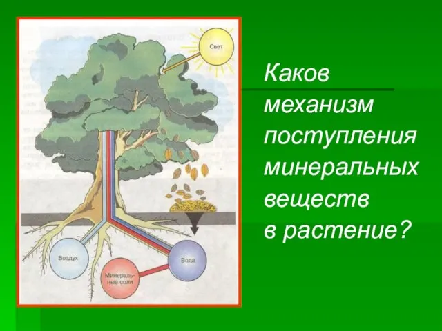 Каков механизм поступления минеральных веществ в растение?