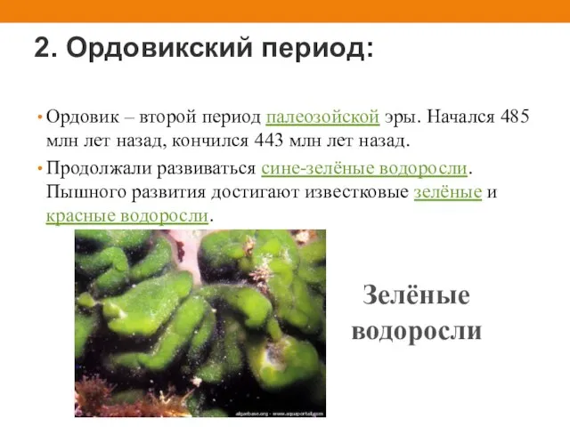 2. Ордовикский период: Ордовик – второй период палеозойской эры. Начался 485 млн