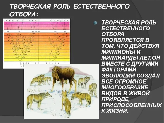 ТВОРЧЕСКАЯ РОЛЬ ЕСТЕСТВЕННОГО ОТБОРА: ТВОРЧЕСКАЯ РОЛЬ ЕСТЕСТВЕННОГО ОТБОРА ПРОЯВЛЯЕТСЯ В ТОМ, ЧТО